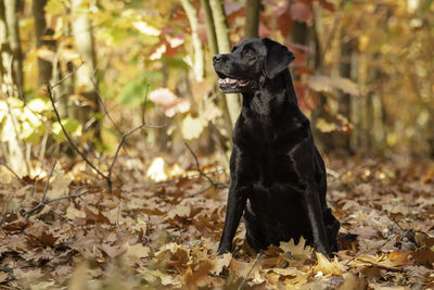 Black labrador retriever sitting in a colorful autumn forest.