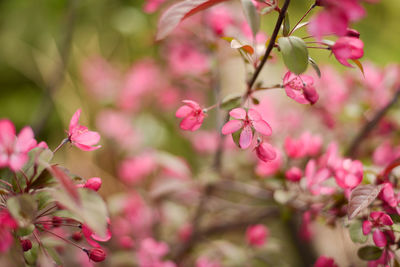 Close-up of pink flowers