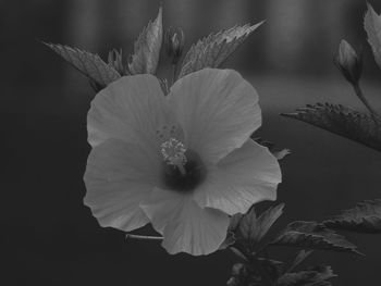 Close-up of white flower blooming outdoors