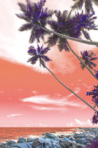 Low angle view of coconut palm tree against sky during sunset