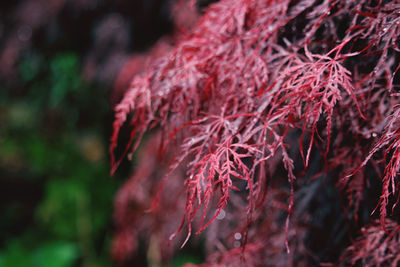 Close-up of red flowering plant