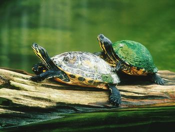 Turtles on wood at pond