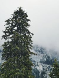Tree by mountain against sky during winter