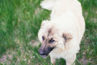 Close-up of dog