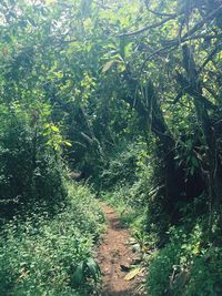 Scenic view of forest