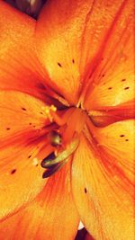 Macro shot of yellow flower