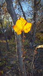 Close-up of yellow maple leaf on tree in forest