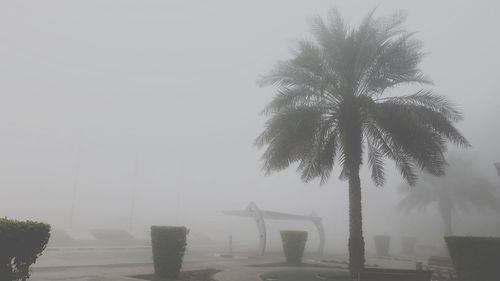 Low angle view of palm trees against sky