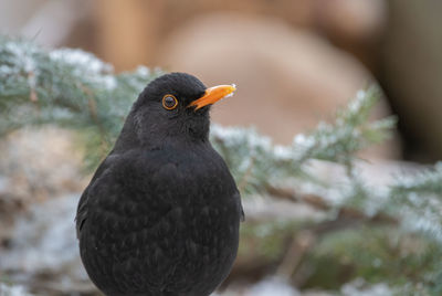 Close-up of bird perching outdoors