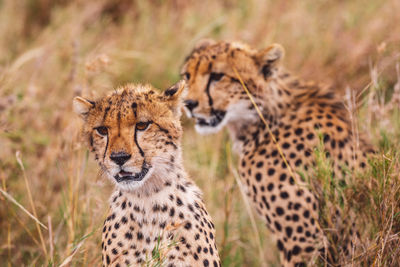 Two cheetah cubs on field