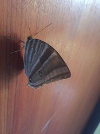 High angle view of butterfly on wood