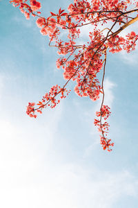 Branches of blossoming cherry on gentle light blue sky background in sunlight. 