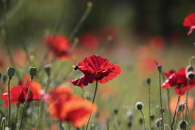 Close-up of red poppy flowers