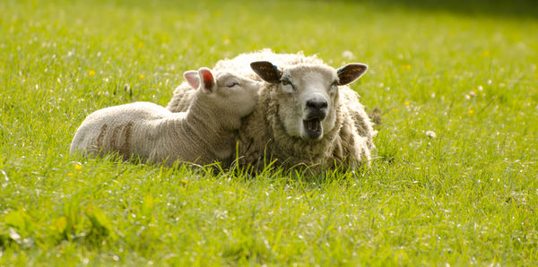 Close-up of sheep on field