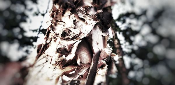 Close-up of mushroom growing on tree trunk