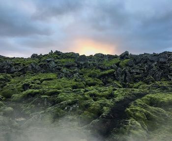 Trees against sky during sunset