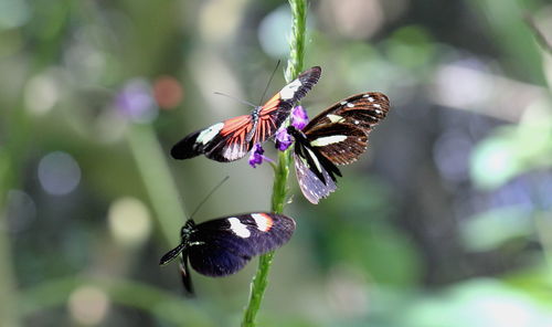 Close-up of butterfly on purple flower