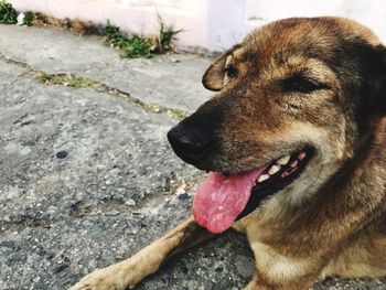 Close-up of a dog