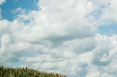 Low angle view of trees against sky