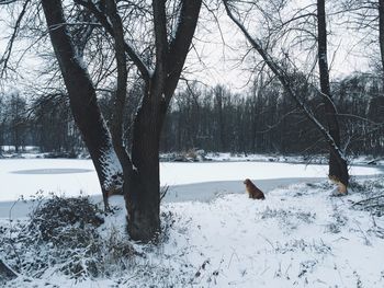 Bare trees on snow covered landscape