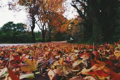 Autumn leaves fallen on ground