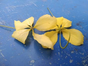 High angle view of yellow flowering plant on table