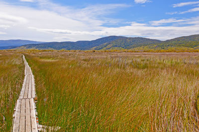 The north west circuit track going through the chocolate swamp on stewart island in new zealand