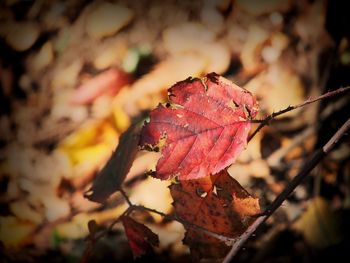 Close-up of dry maple leaf during autumn