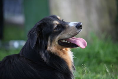 Close-up of dog looking away