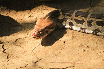 High angle view of lizard on rock in zoo