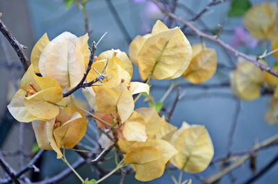 Close-up of yellow flowering plant during autumn