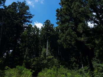 Trees in forest against sky