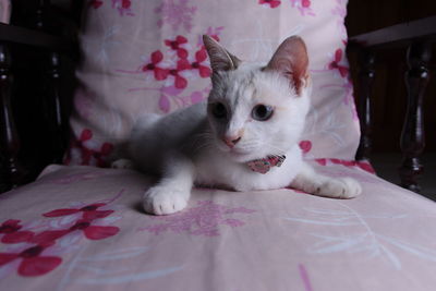 Portrait of white cat on bed at home