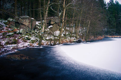Plants growing in water