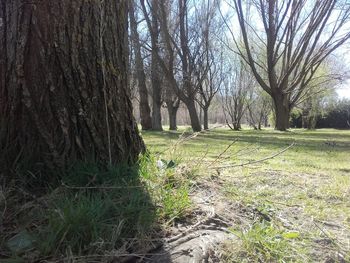 Trees growing in forest