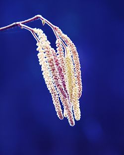 Close-up of snow on blue background