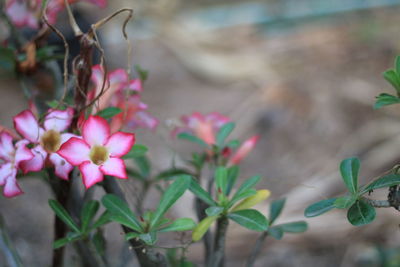 Close-up of pink flowering plant