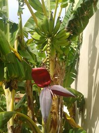 Close-up of red flowers blooming on tree