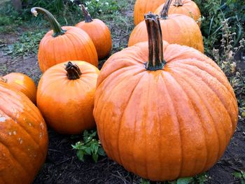 Close-up of pumpkins on field