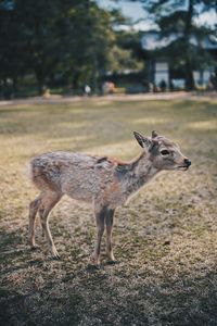 Deer standing on field