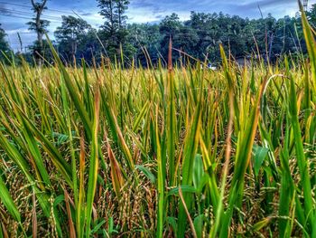 Crops growing on field against sky