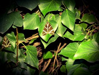 Close-up of leaves