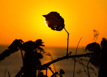 Close-up of silhouette plant against orange sky