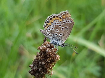 Close-up of butterfly pollinating flower