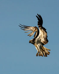 Low angle view of eagle flying in sky