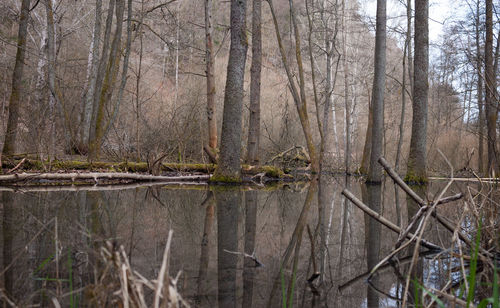 View of dead plants in forest