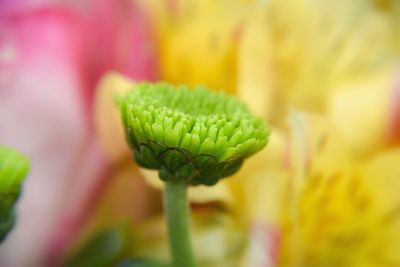 Close-up of flower bud