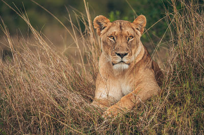 Portrait of a cat on field