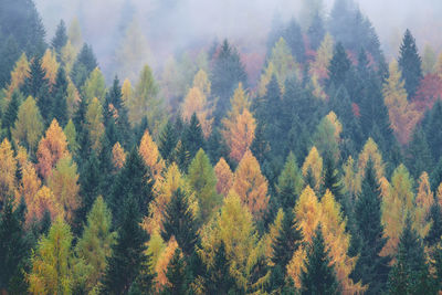 High angle view of trees during autumn