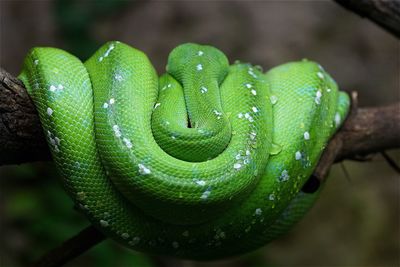 Green tree python on branch